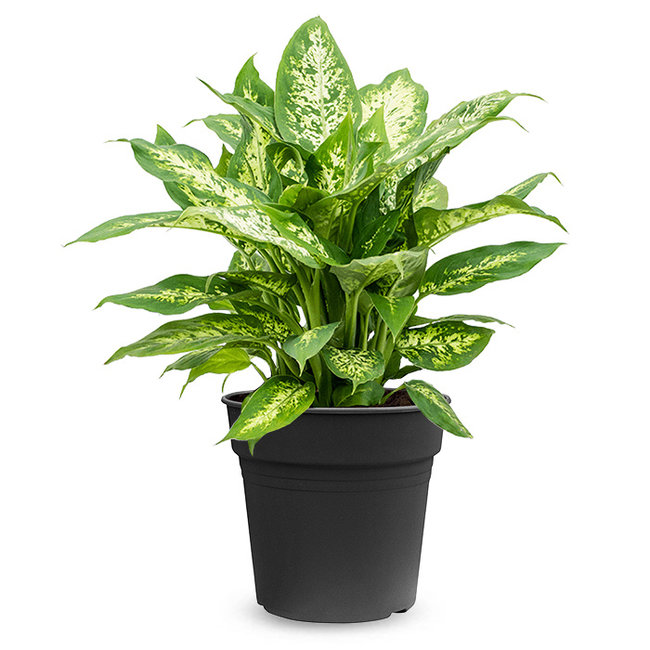 Dieffenbachia-bestellen-bezorgen