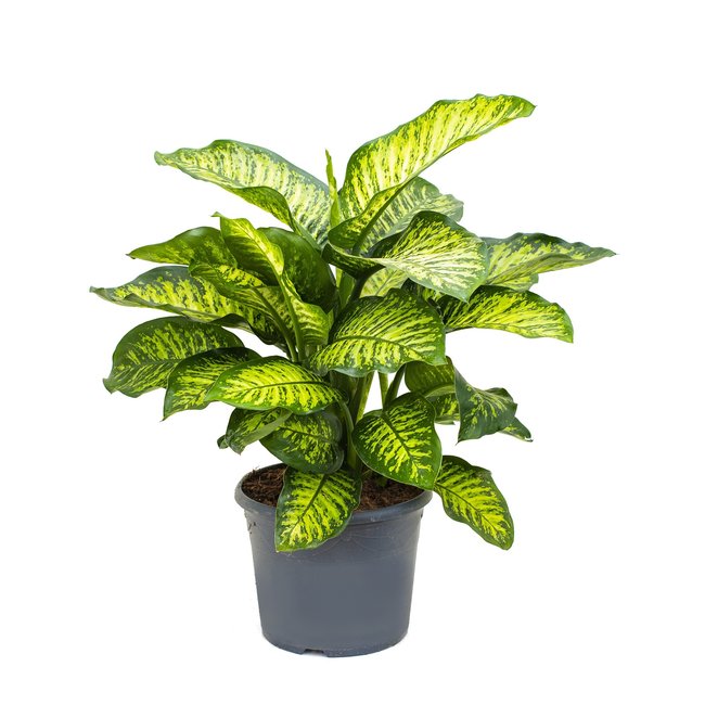 Dieffenbachia Maroba-bestellen-bezorgen