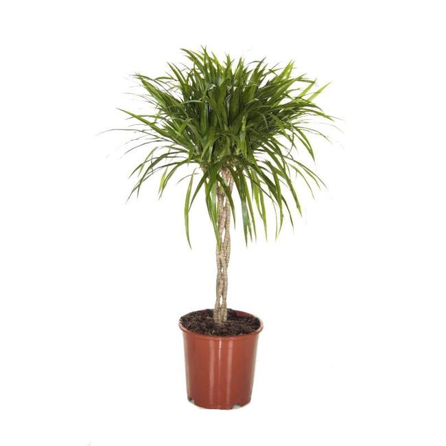 Dracaena Anita-bestellen-bezorgen