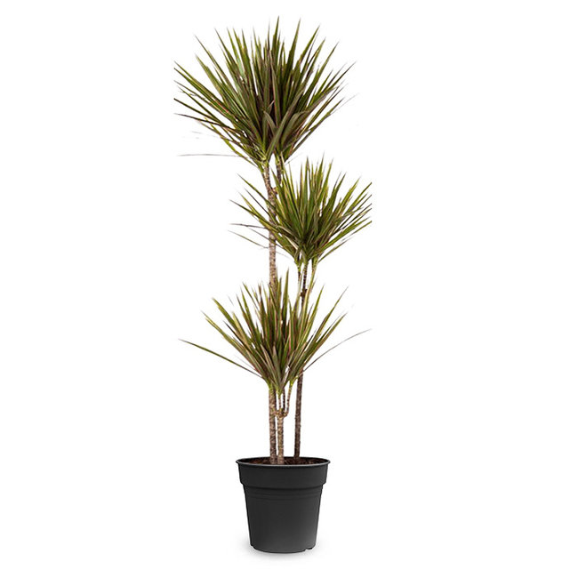 Dracaena Bicolor-bestellen-bezorgen