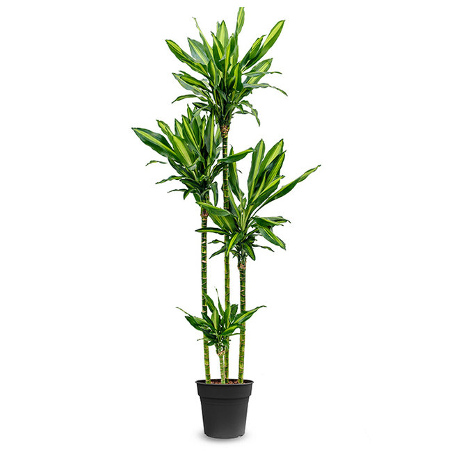 Dracaena Carroussel-bestellen-bezorgen