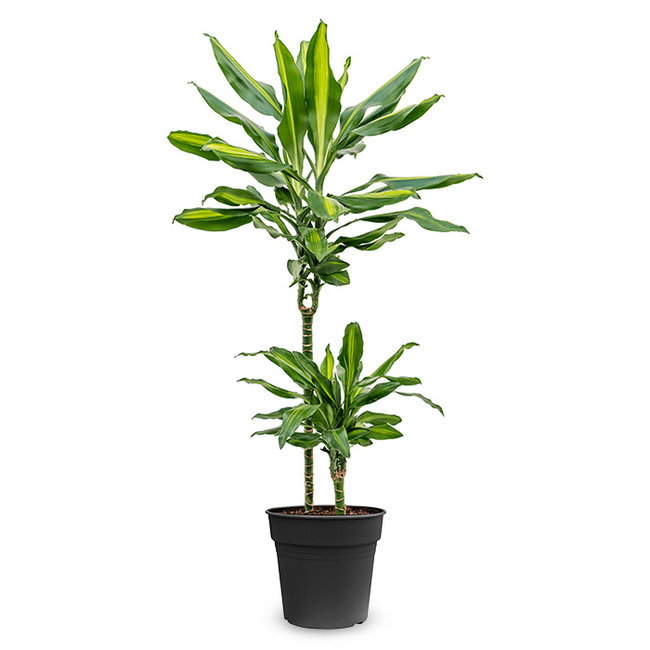 Dracaena Cintho-bestellen-bezorgen