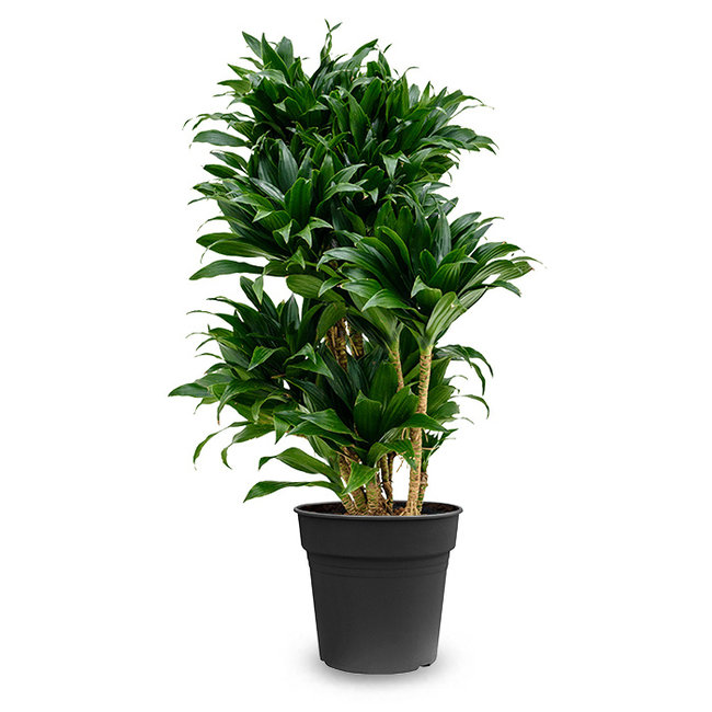 Dracaena Compacta-bestellen-bezorgen