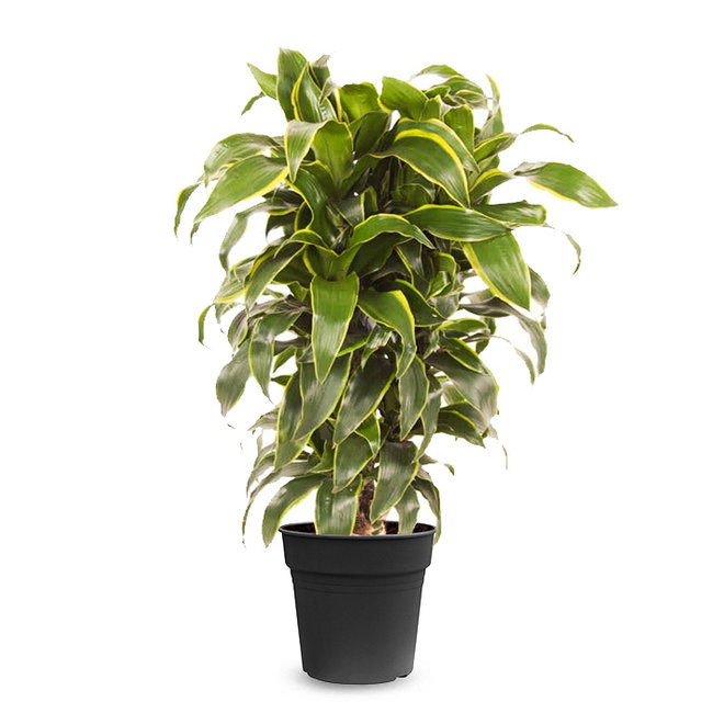 Dracaena Dorado-bestellen-bezorgen