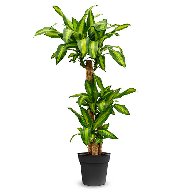 Dracaena Fragans-bestellen-bezorgen