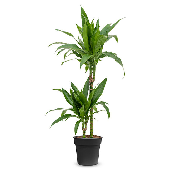 Dracaena fragrans Janet Craig-bestellen-bezorgen