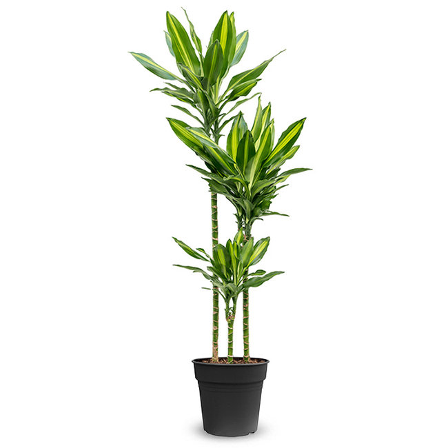 Dracaena Hawaiian Sunshine-bestellen-bezorgen