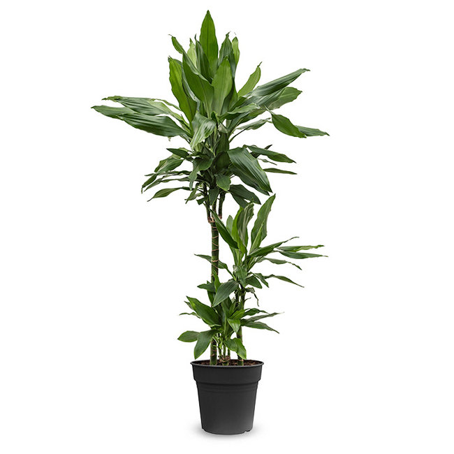 Dracaena Janet Lind-bestellen-bezorgen