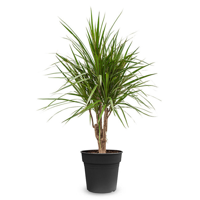 Dracaena Marginata-bestellen-bezorgen