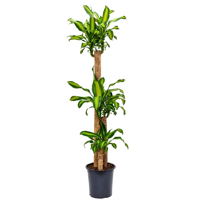 Dracaena Massangeana-bestellen-bezorgen