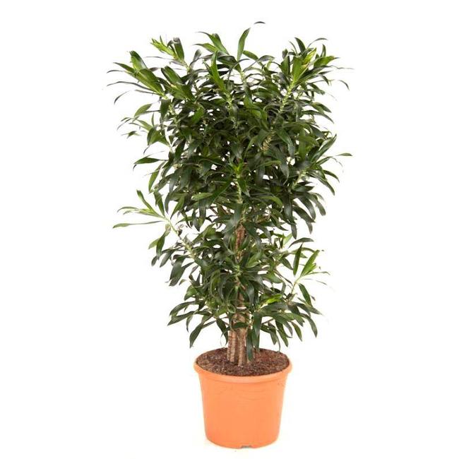 Dracaena Reflexa-bestellen-bezorgen