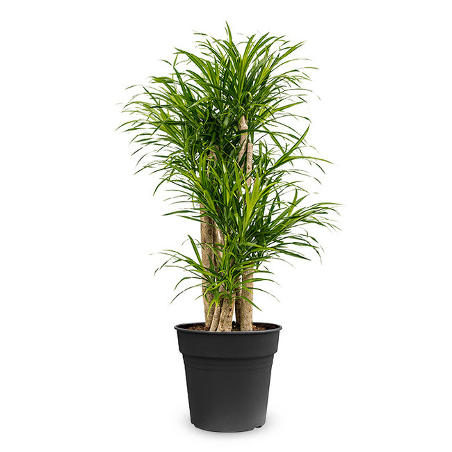 Dracaena Small Leaves-bestellen-bezorgen