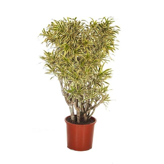 Dracaena Song of India-bestellen-bezorgen