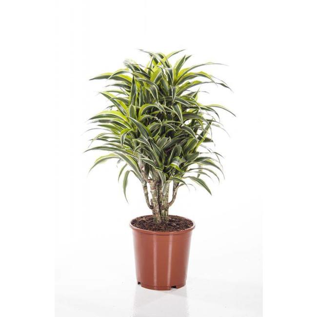 Dracaena Surprise-bestellen-bezorgen