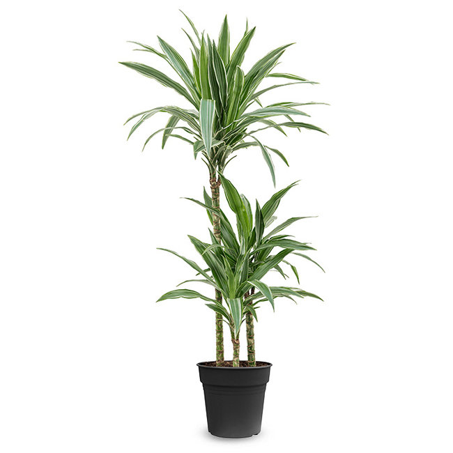 Dracaena Warneckei-bestellen-bezorgen