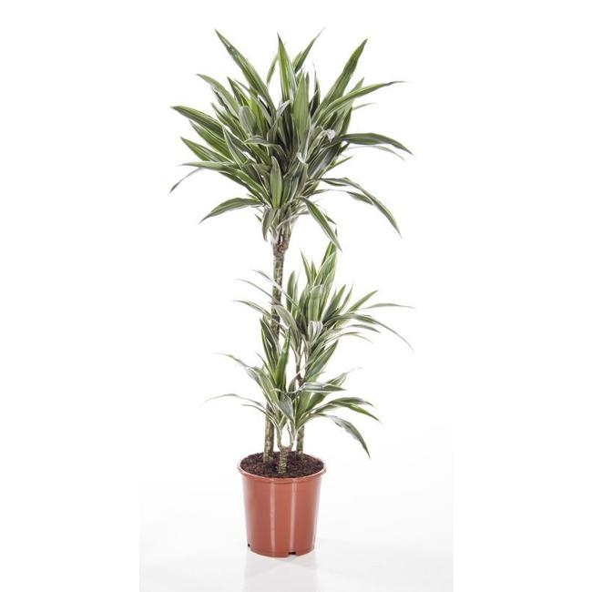 Dracaena White Stripe-bestellen-bezorgen