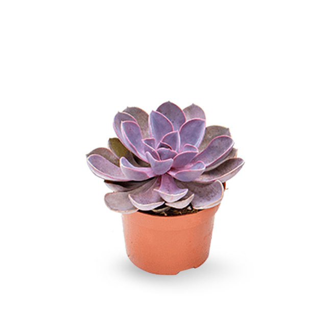 Echeveria Paarse Parel-bestellen-bezorgen