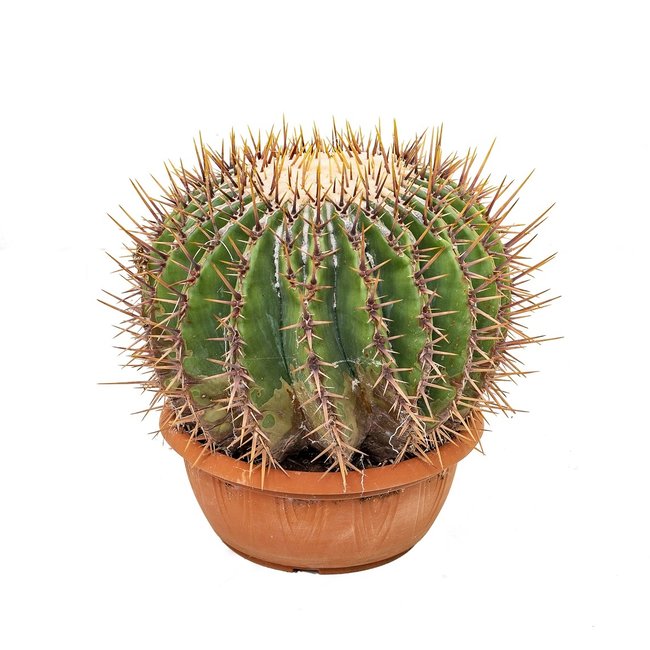 Echinocactus Ingens-bestellen-bezorgen