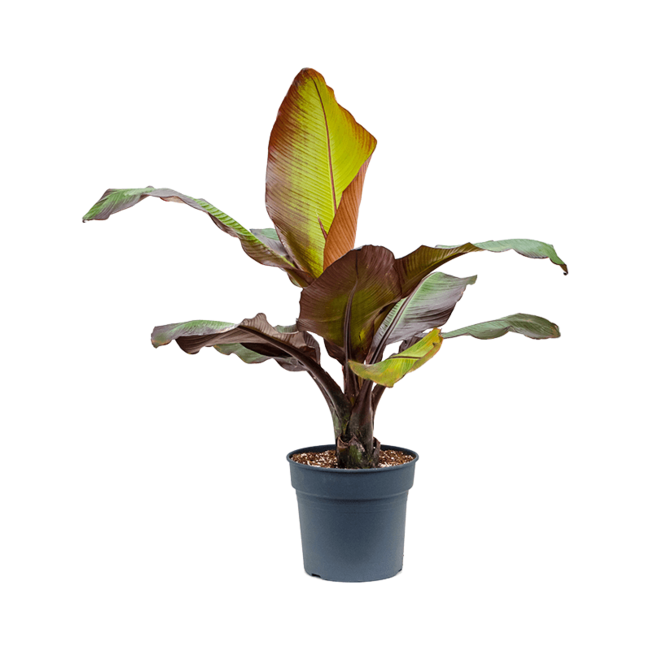 Ensete ventricosum Maurelli-bestellen-bezorgen