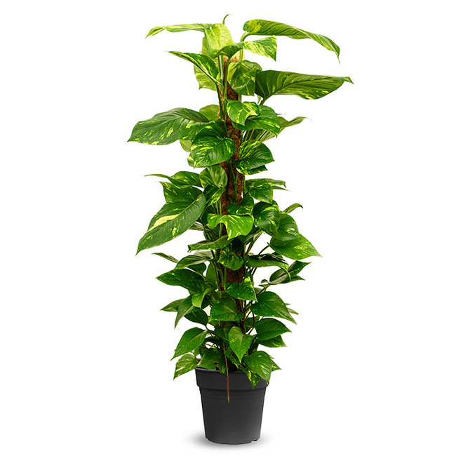 Epipremnum Scindapsus-bestellen-bezorgen