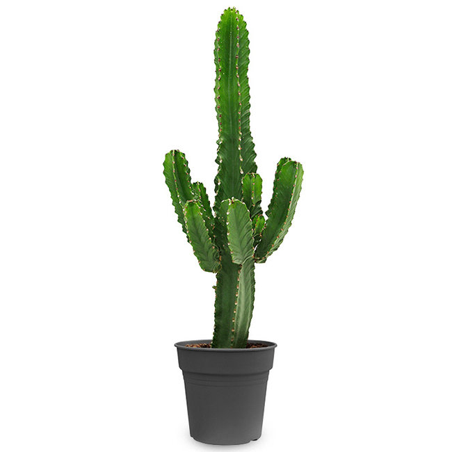 Euphorbia Cactus-bestellen-bezorgen