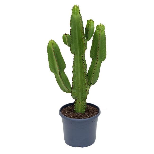 Euphorbia ingens-bestellen-bezorgen