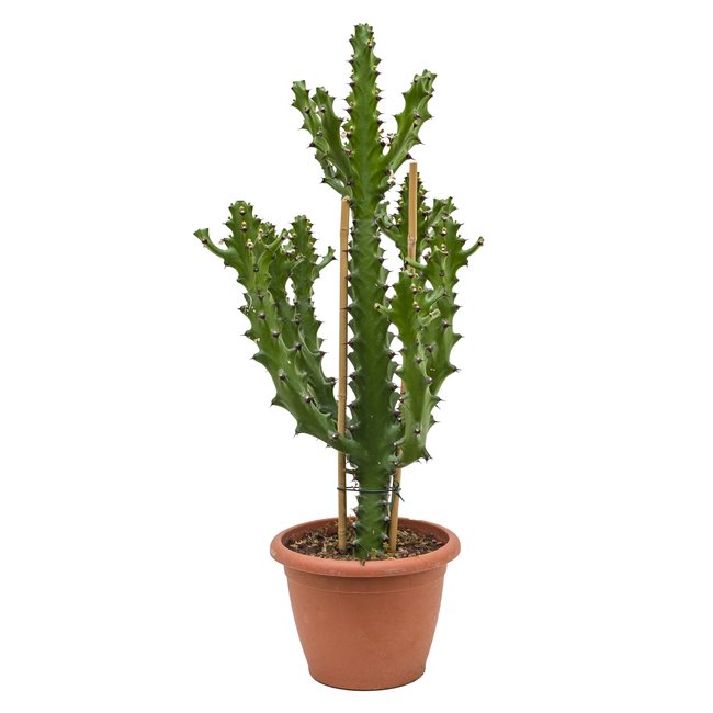 Euphorbia mayuranathanii-bestellen-bezorgen