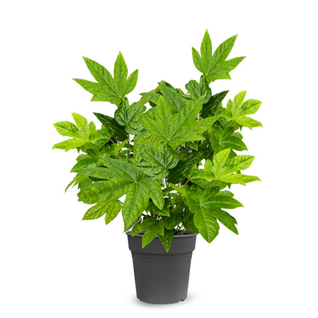 Fatsia Japonica-bestellen-bezorgen