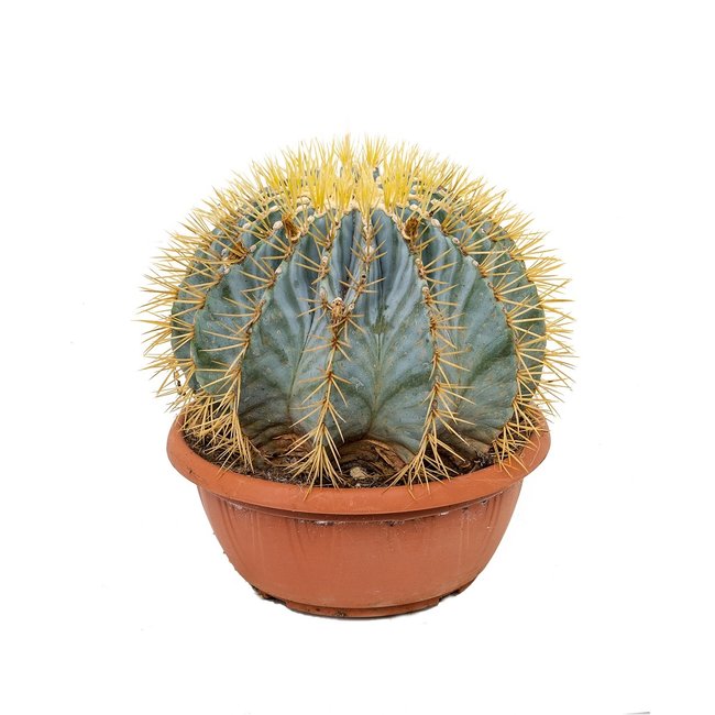 Ferocactus Bol-bestellen-bezorgen