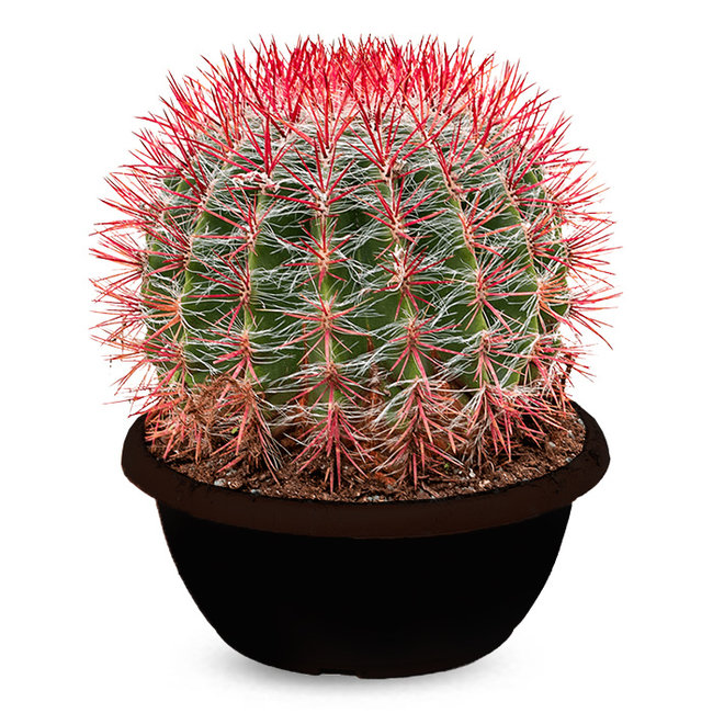 Ferocactus Stainesii-bestellen-bezorgen