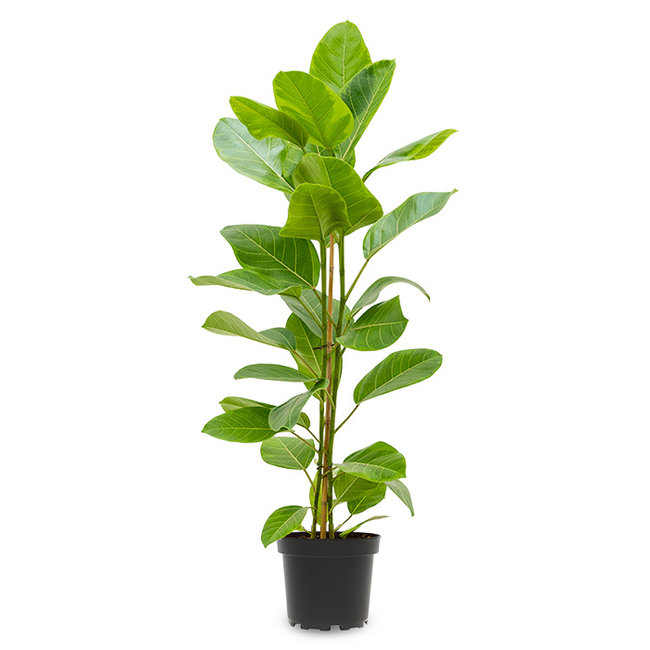 Ficus altissima Yellow Gem-bestellen-bezorgen