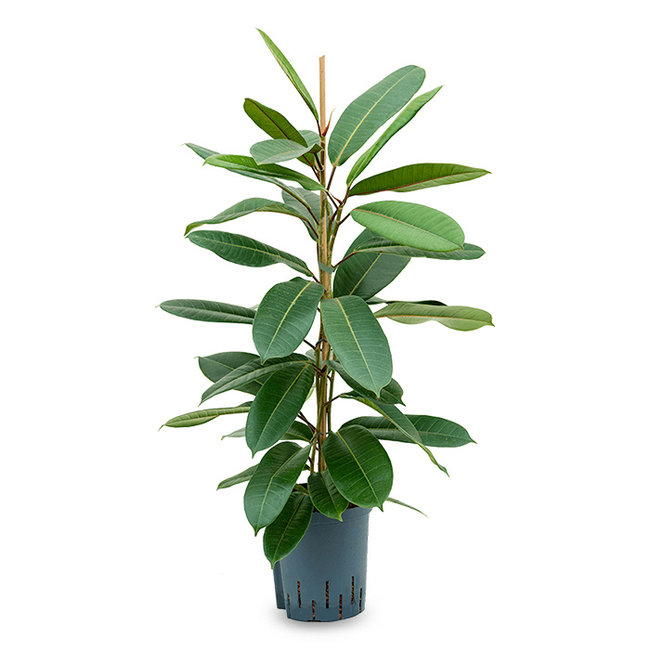 Ficus Americana Tresor-bestellen-bezorgen