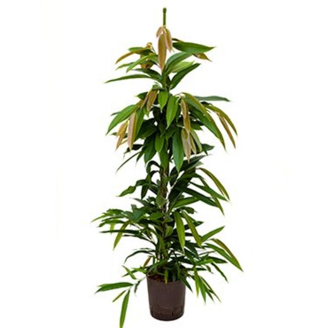 Ficus amstel king-bestellen-bezorgen