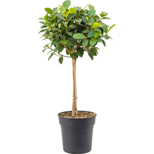 Ficus Australis-bestellen-bezorgen