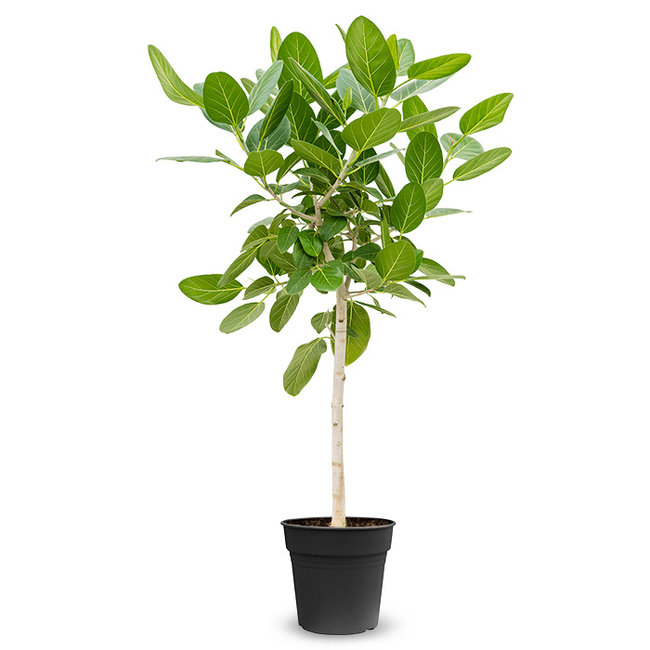 Ficus Benghalensis Audrey-bestellen-bezorgen