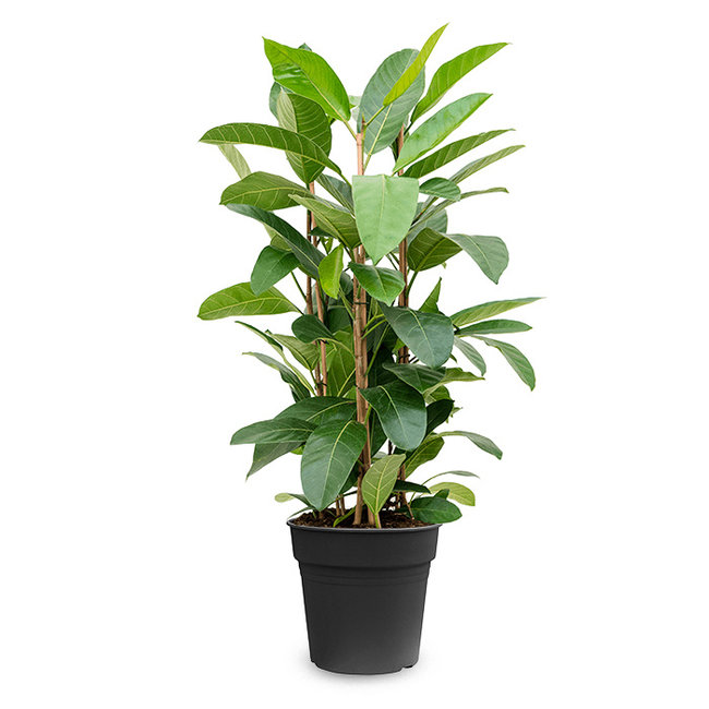 Ficus benghalensis roy-bestellen-bezorgen