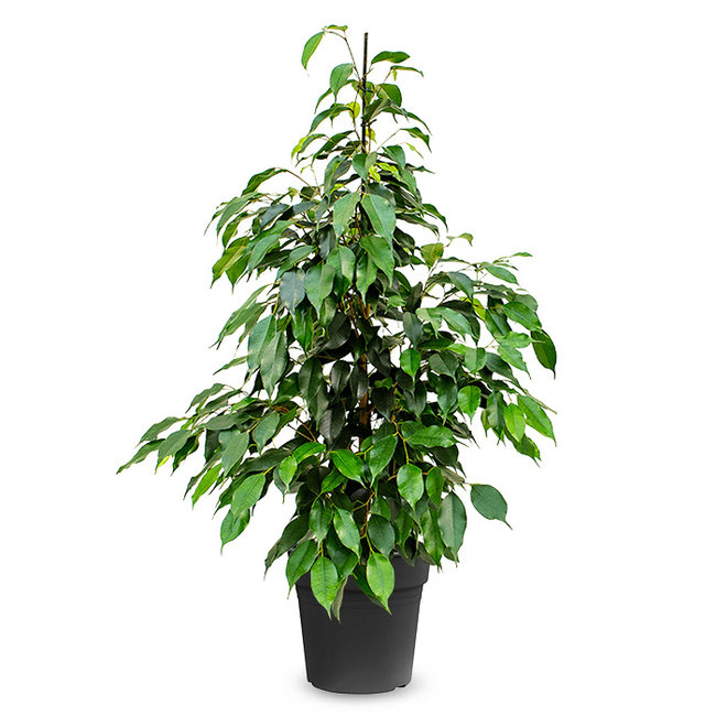 Ficus Benjamina-bestellen-bezorgen