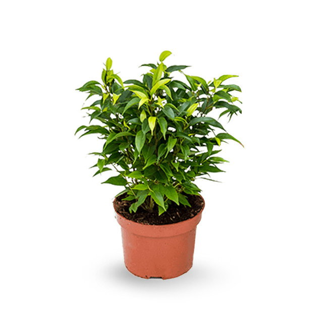 Ficus benjamina Natasja-bestellen-bezorgen