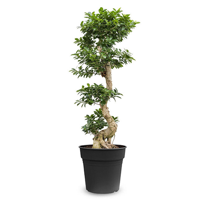 Ficus Bonsai-bestellen-bezorgen