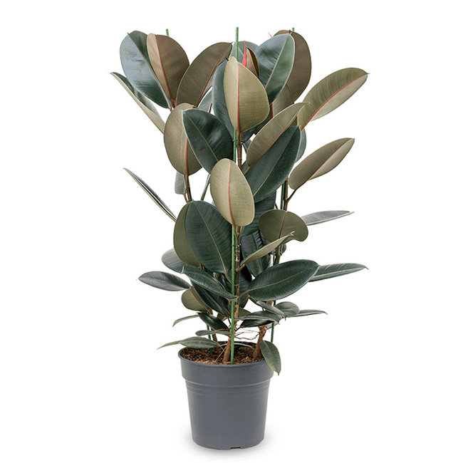 Ficus Elastica Abidjan-bestellen-bezorgen