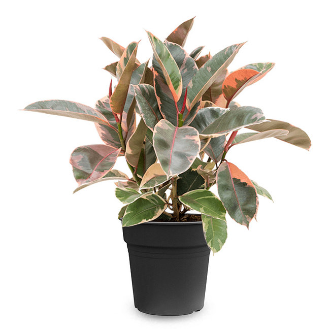 Ficus Elastica Belize-bestellen-bezorgen