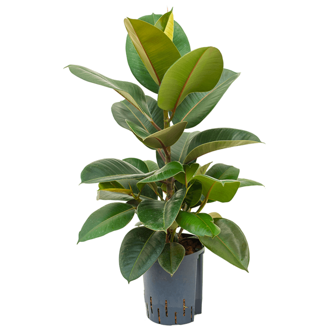 Ficus elastica robusta-bestellen-bezorgen