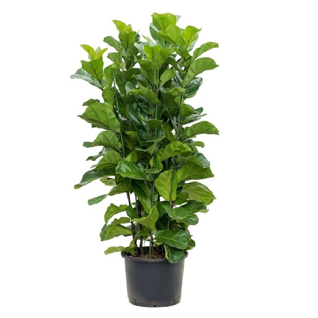 Ficus Lyrata Bambino-bestellen-bezorgen