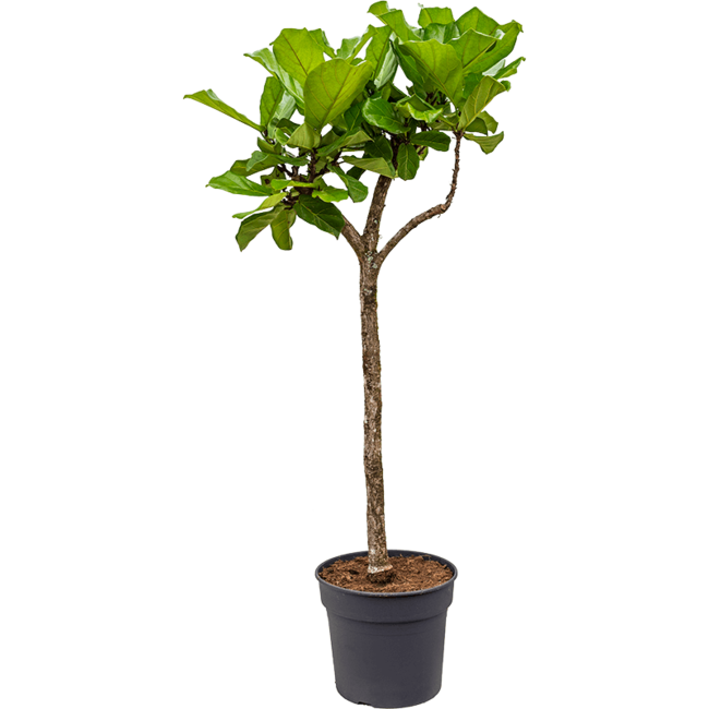 Ficus Lyrata-bestellen-bezorgen