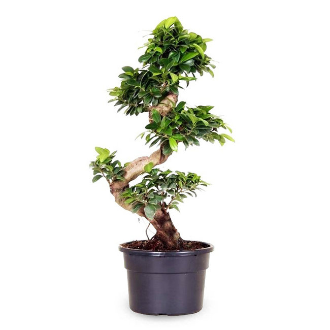 Ficus microcarpa compacta-bestellen-bezorgen
