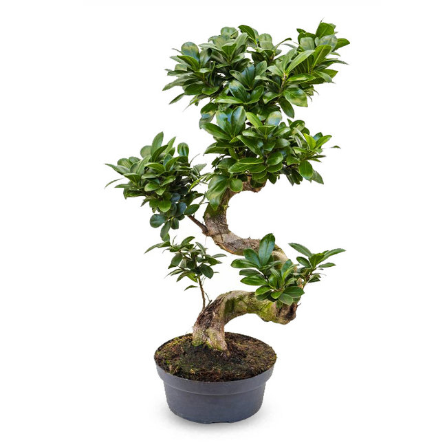 Ficus Microcarpa Ginseng-bestellen-bezorgen