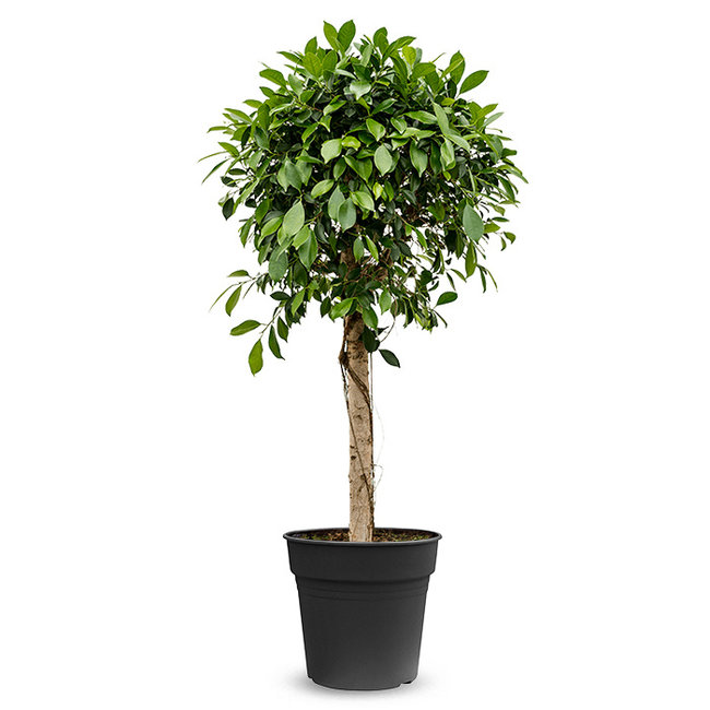 Ficus microcarpa nitida-bestellen-bezorgen