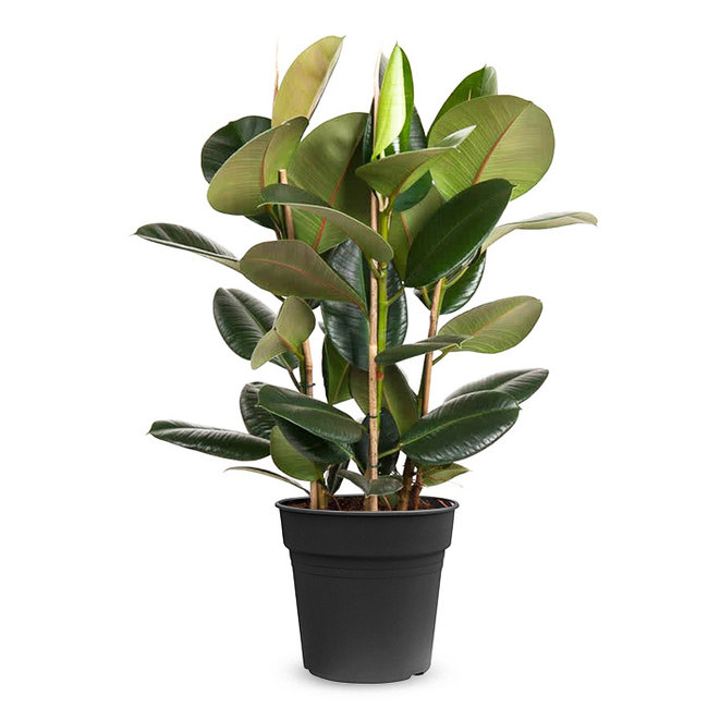 Ficus Robusta-bestellen-bezorgen