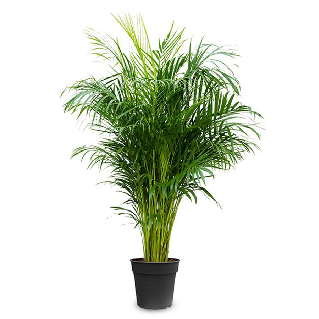 Goudpalm Areca-bestellen-bezorgen