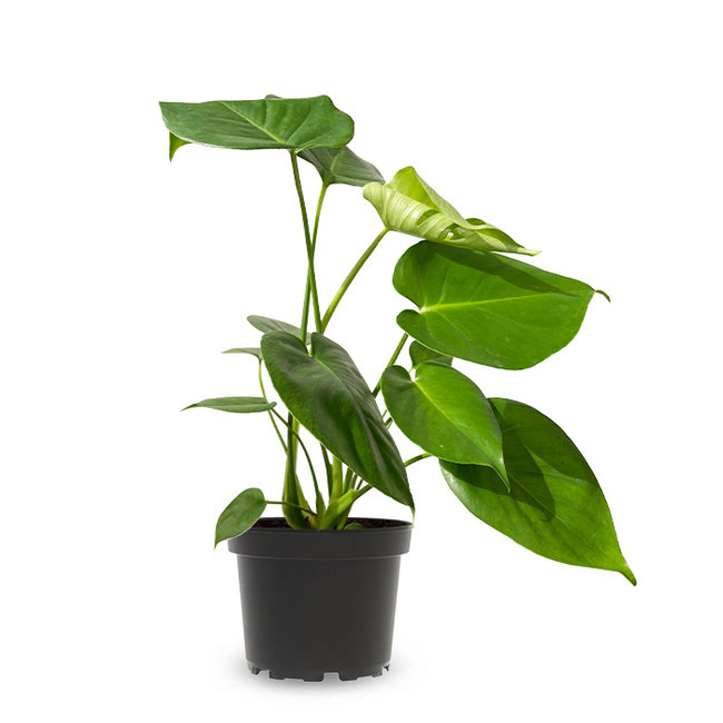 Monstera-bestellen-bezorgen